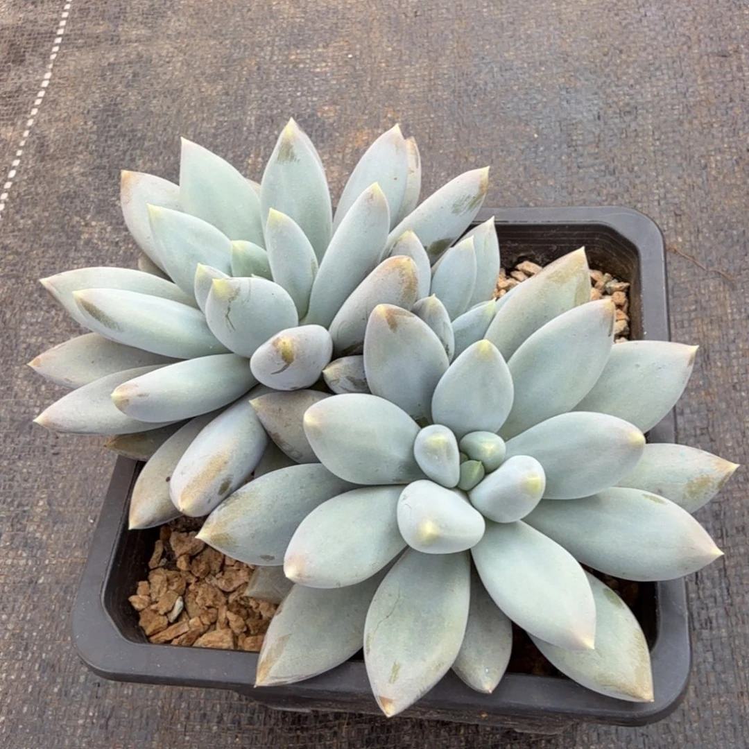 哥特萝莉。锦上园艺一物一拍