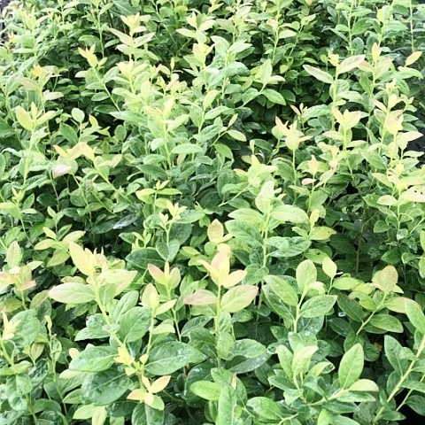 小波f6拍一送一无售后