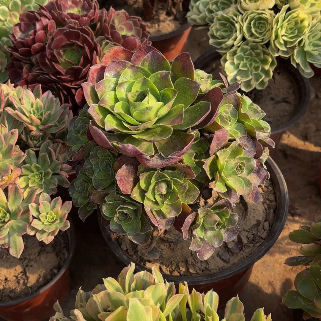 魅金玫瑰9.9木质老桩