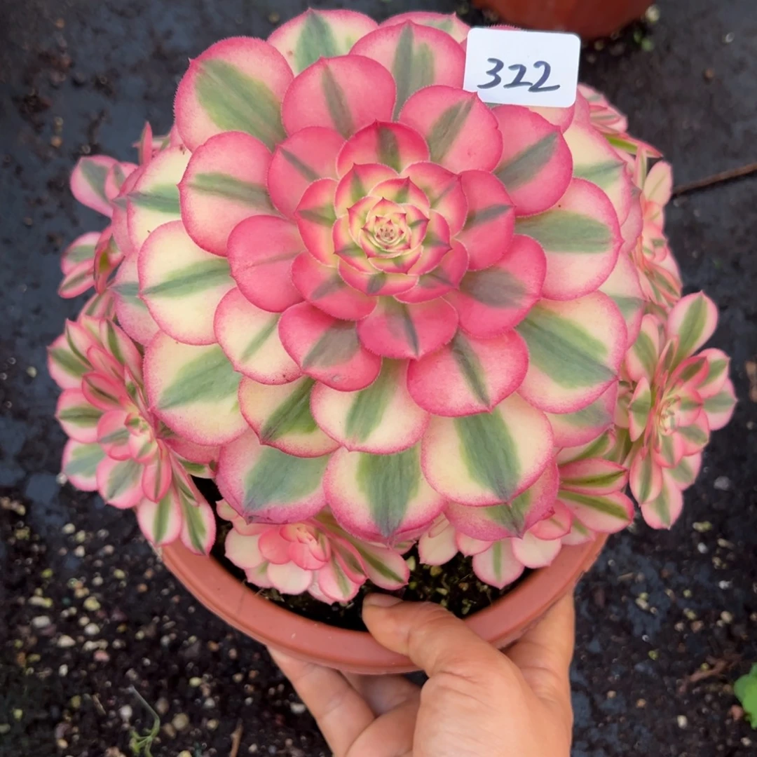 322倾城有瑕疵多肉