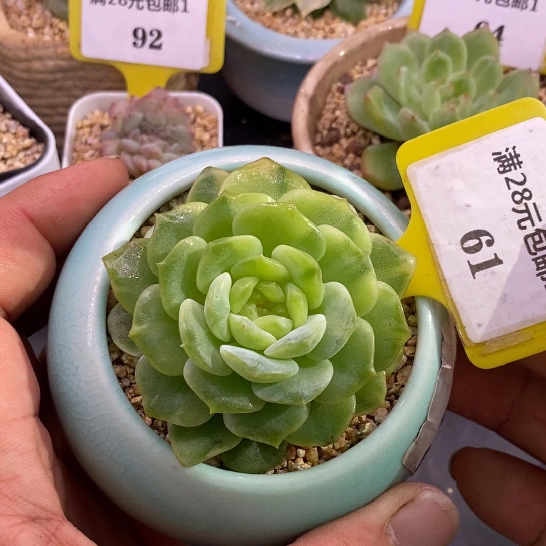161纯爱锦精控老桩