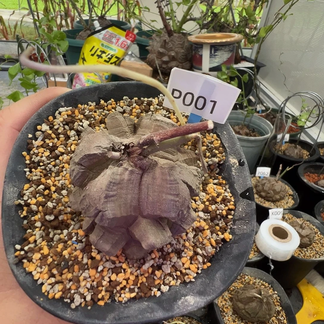 多肉植物专拍 一物一拍 南非龟甲龙0001