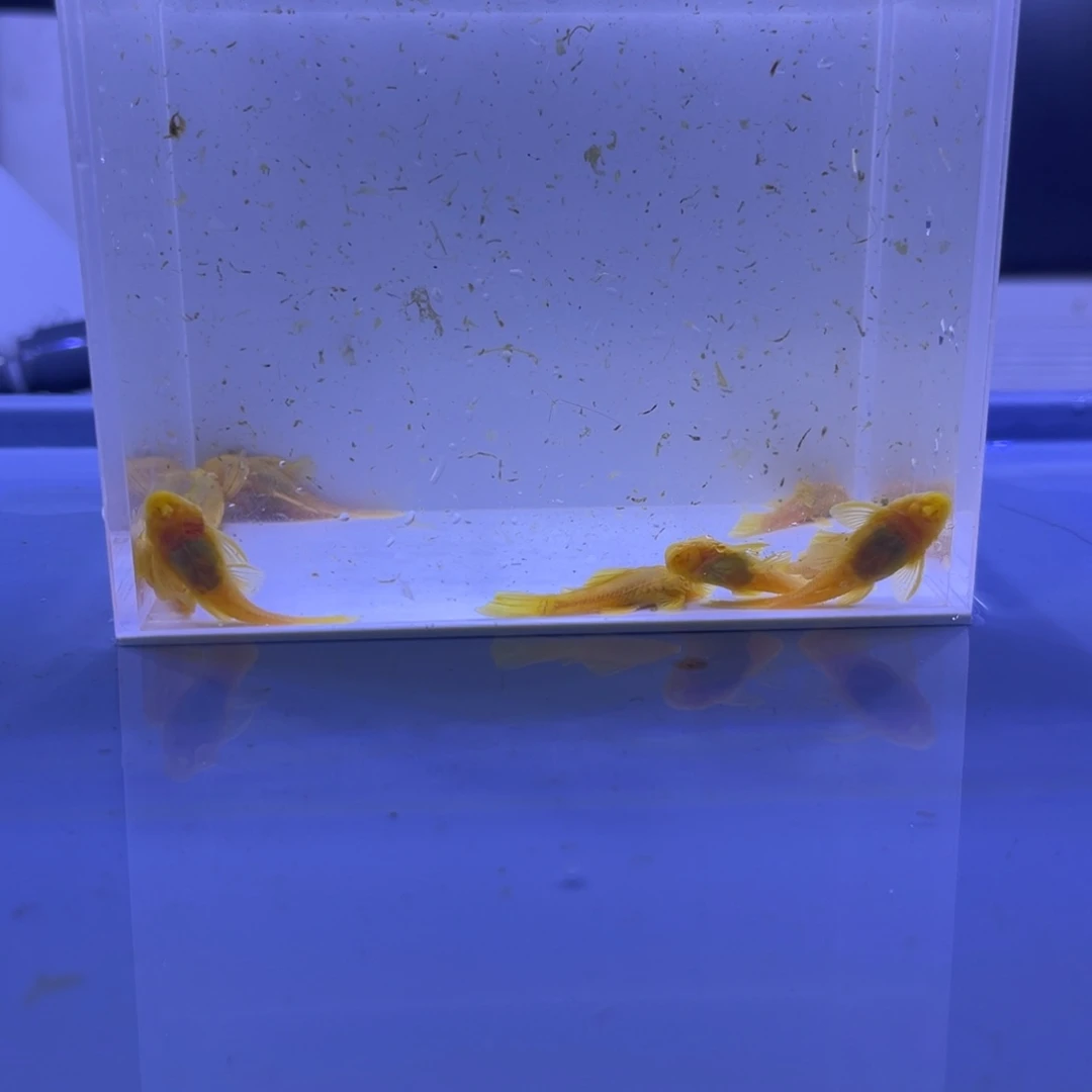 孔雀鱼大胡子10条开箱视频报损