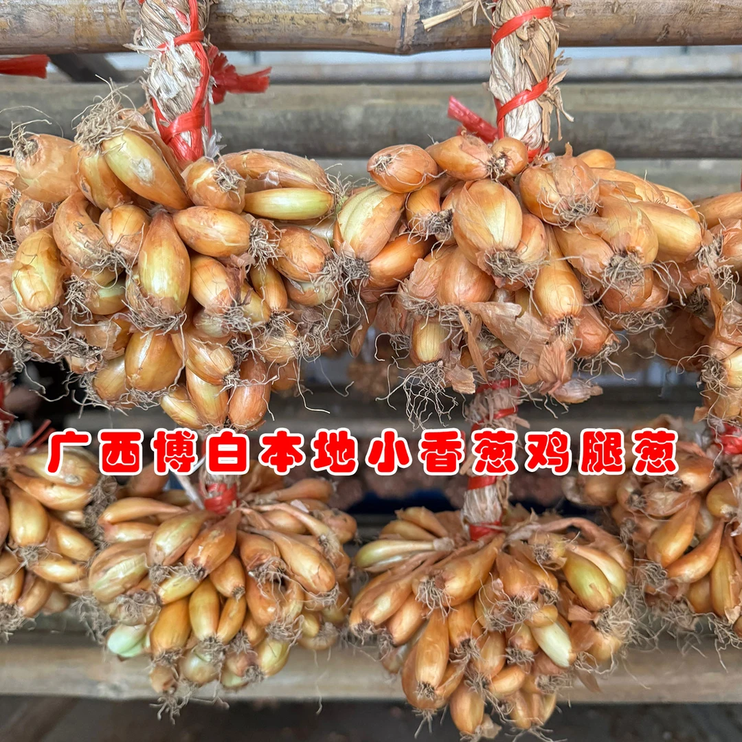 广西博白本地小香葱鸡腿葱种子批发葱香味浓郁农家留种植阳台盆栽