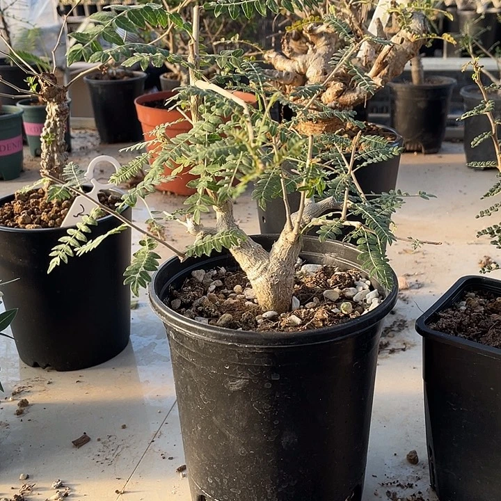 超***师尼勒达1111111111111