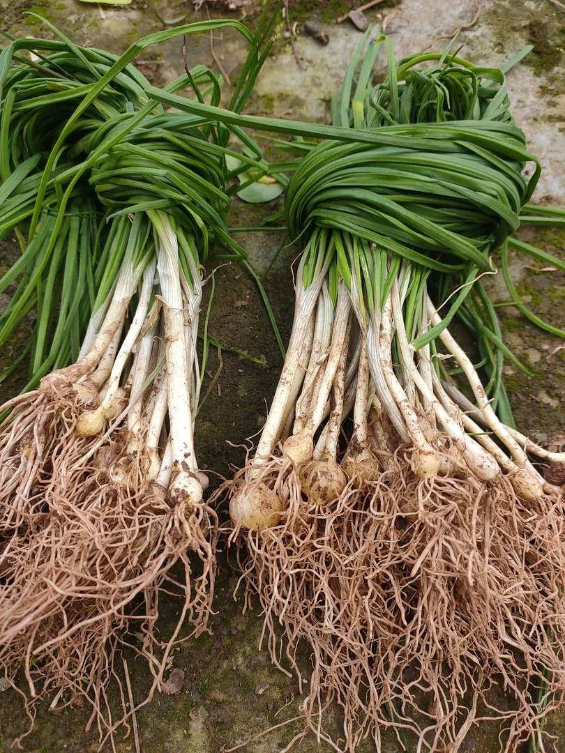 野蒜野小蒜纯天然山野菜苦蒜胡葱薤白坡上现挖现发