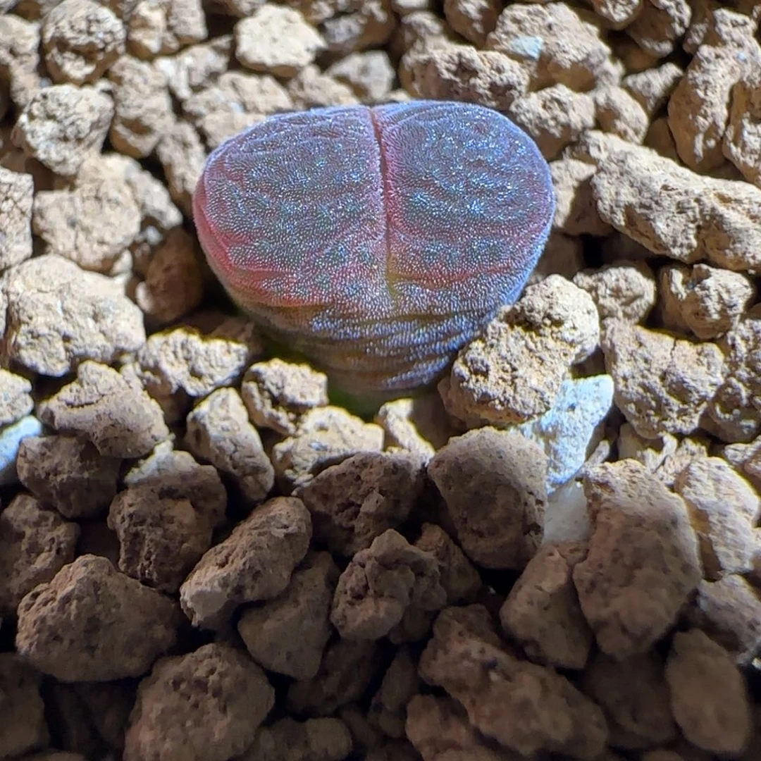 肉锥多肉植物组合-10km风铃福利804