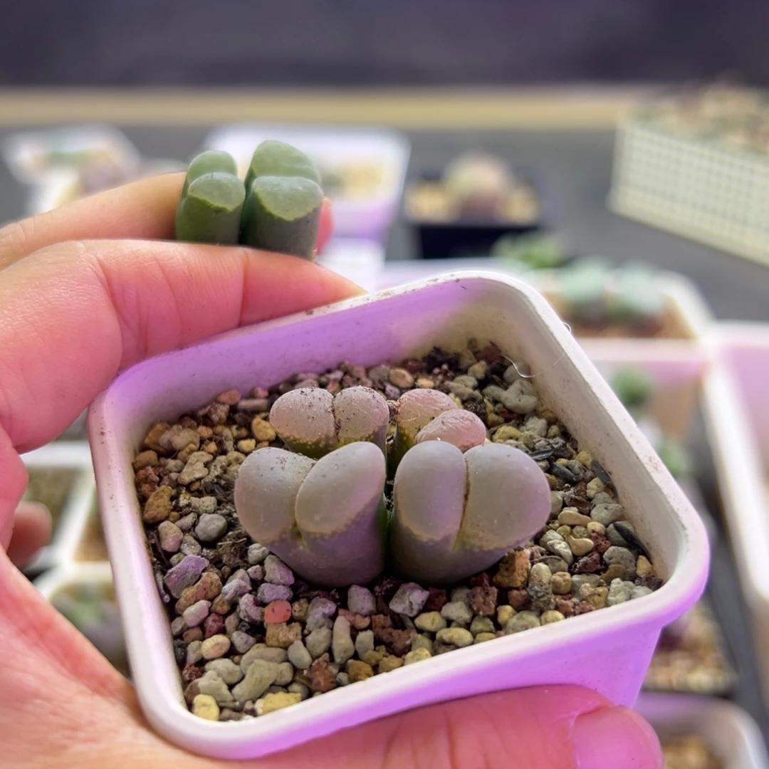 S***o专拍专拍 肉锥植物
