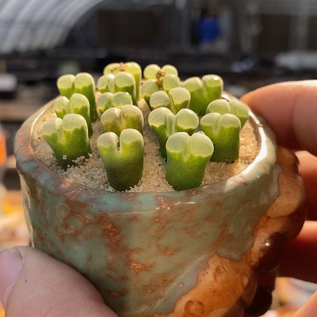 一颗极窗风铃。