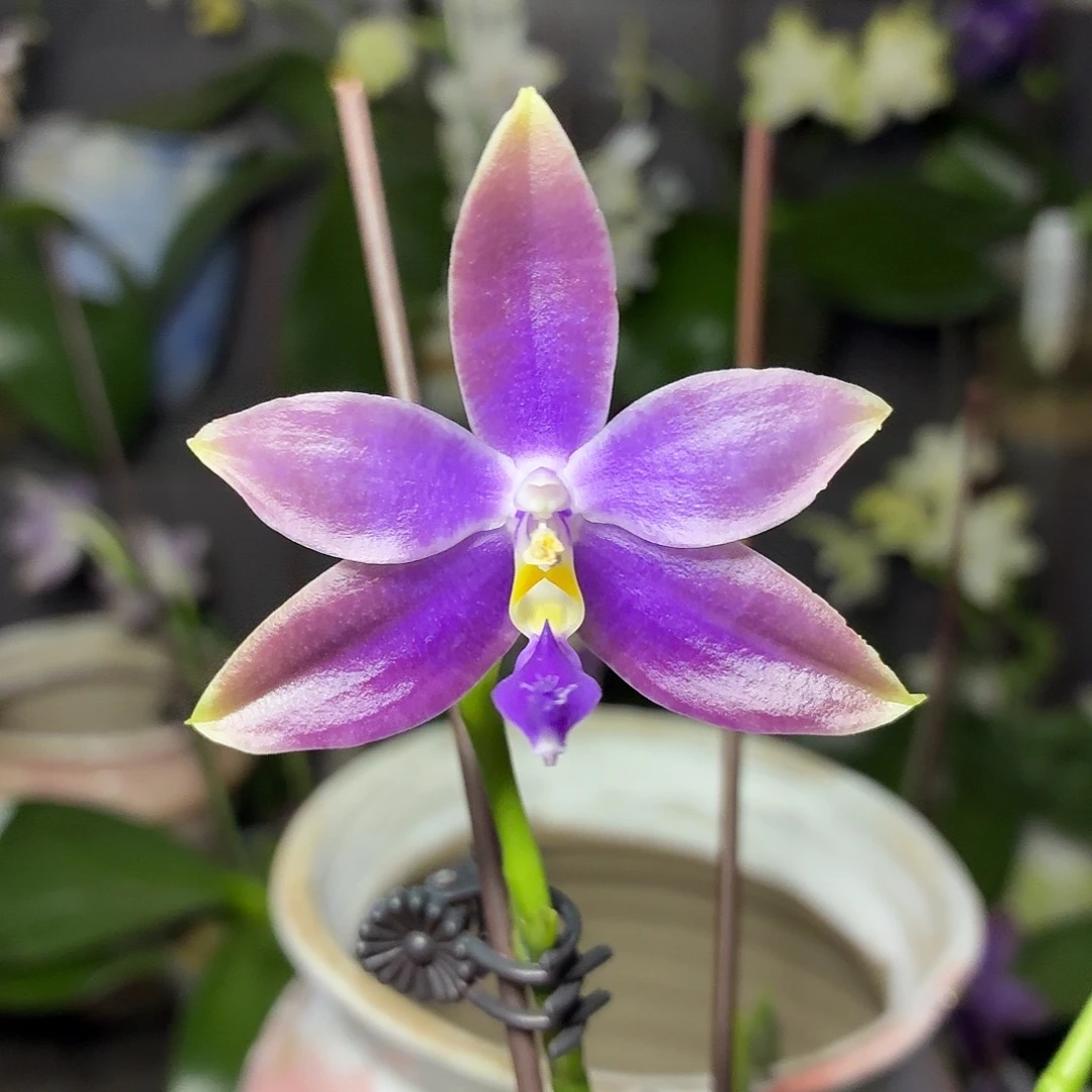 当前无花朵，栽培后可花朵A1742yss1172