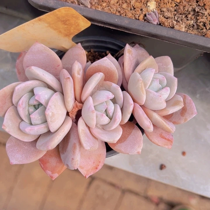 健健康康平平安安