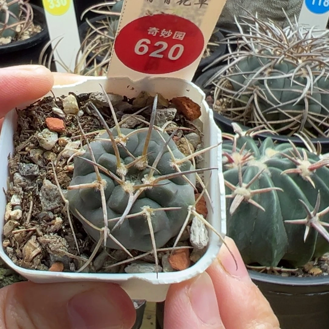 实生超刺天平丸有断刺