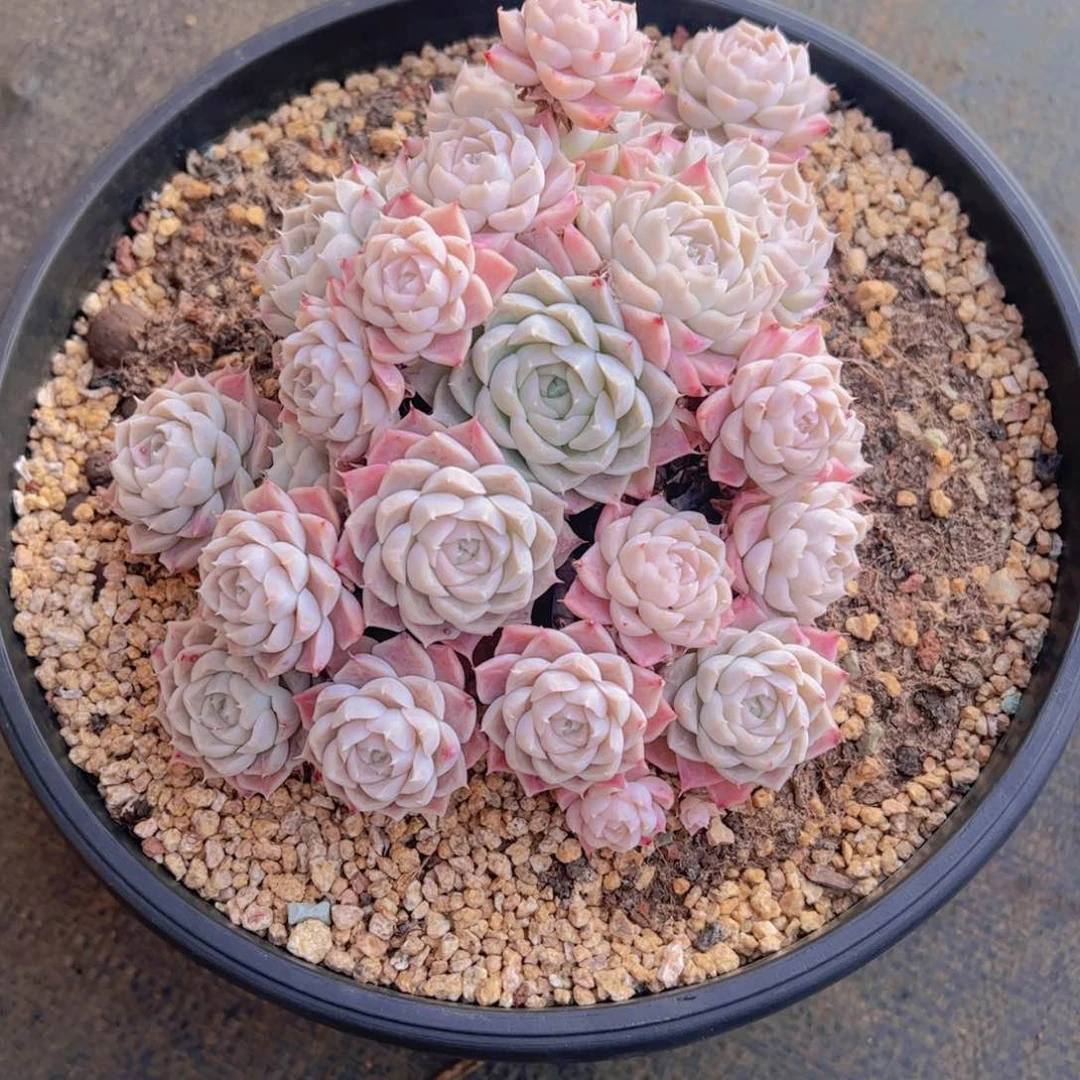 心**飞海杂，多肉植物，