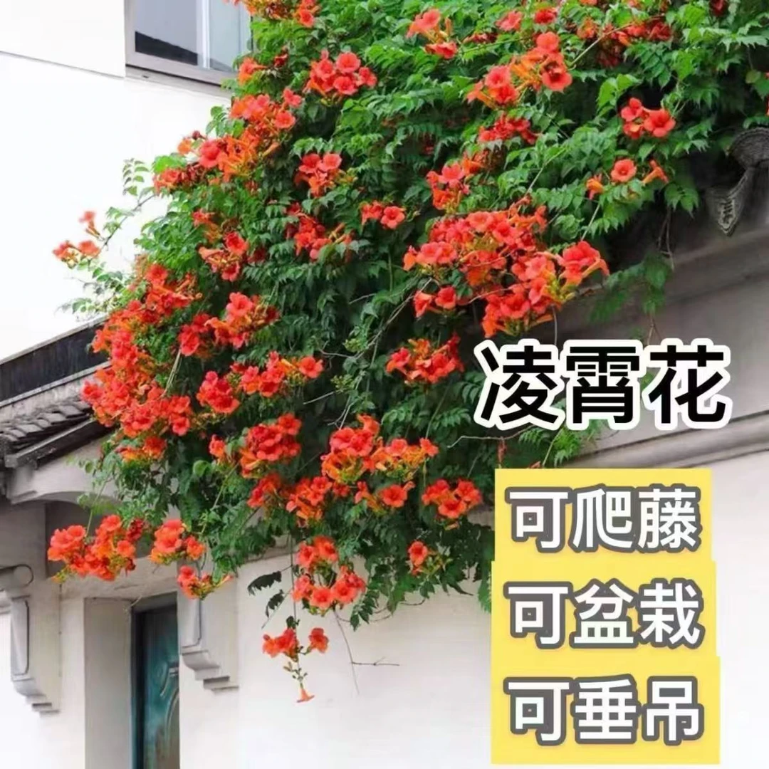 【超长花期】凌霄花苗爬藤植物四季花卉藤本阳台庭院特大苗中华