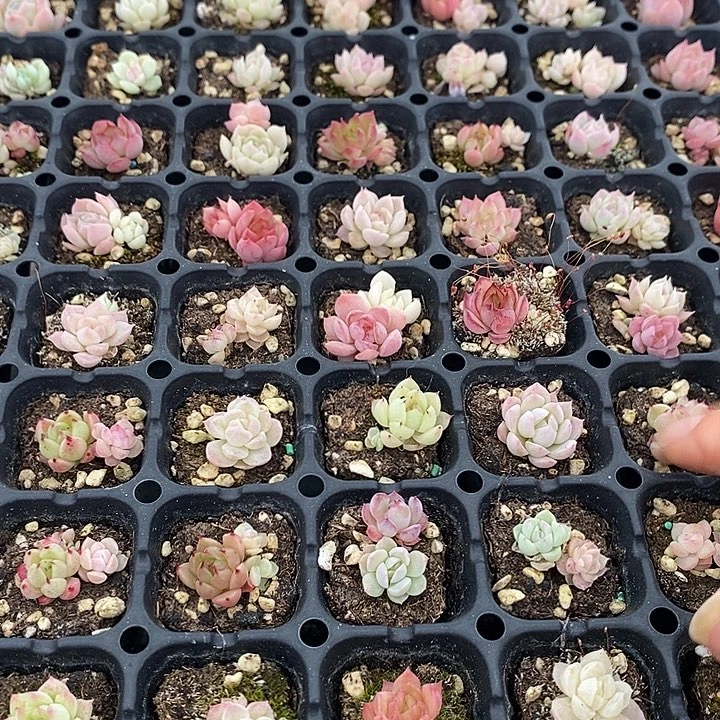 85 多肉植物盆栽花卉