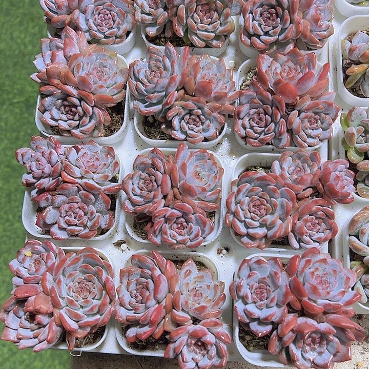 星星橙群生19包邮多肉