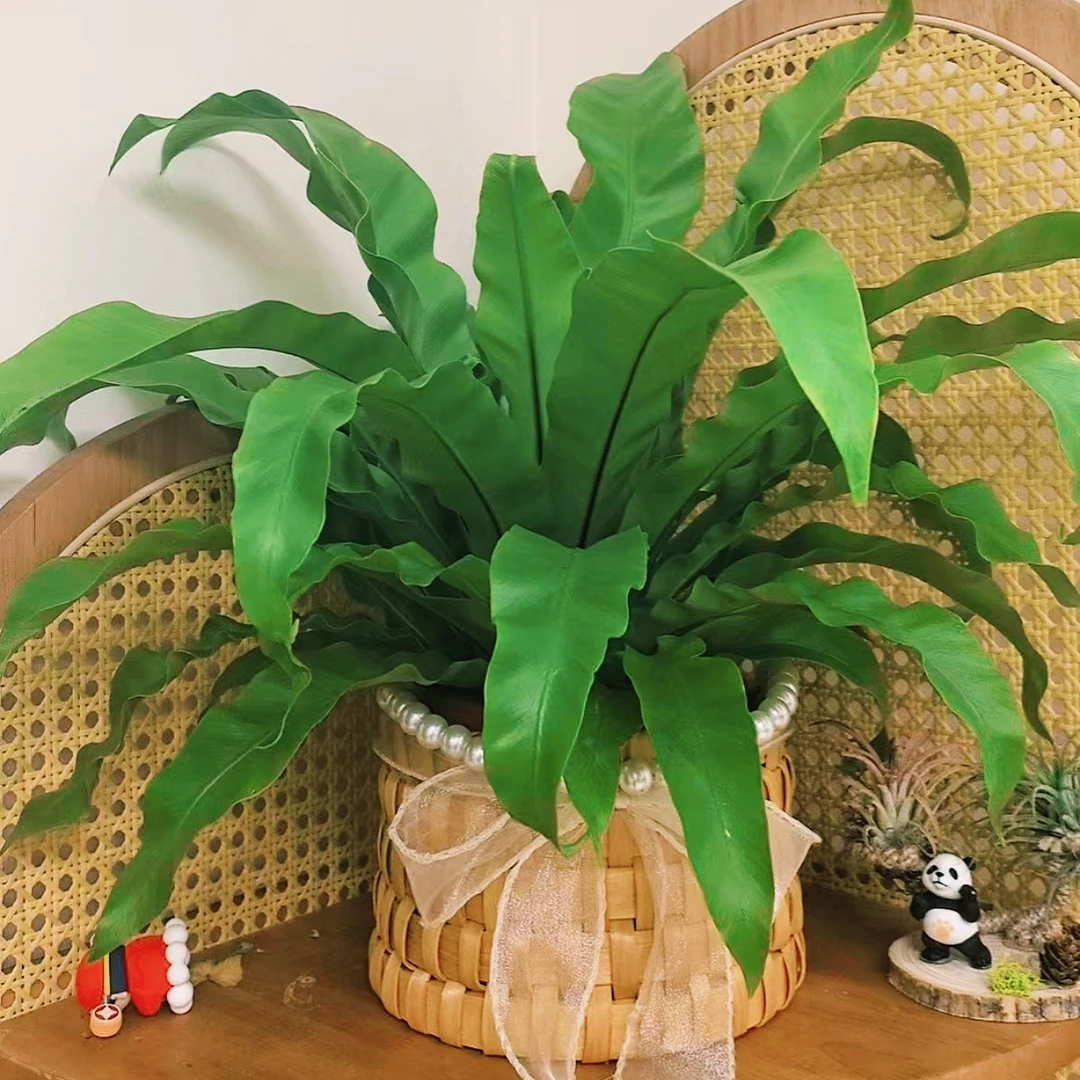 【鸟巢蕨带篮子】盆栽室内卧室电视柜耐阴水培绿植四季常青好养易活