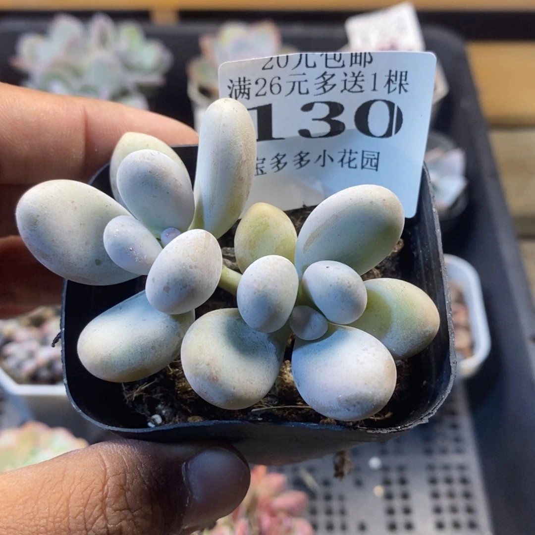 双头奶酪一物一拍满20包邮满26多送一颗多肉