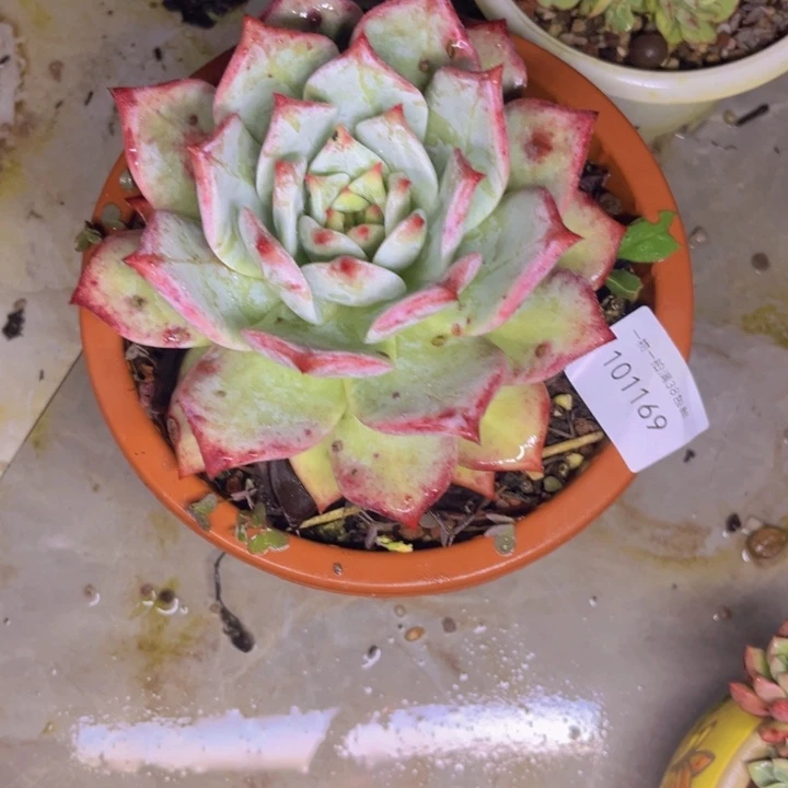 美***）1169 一物一拍多肉