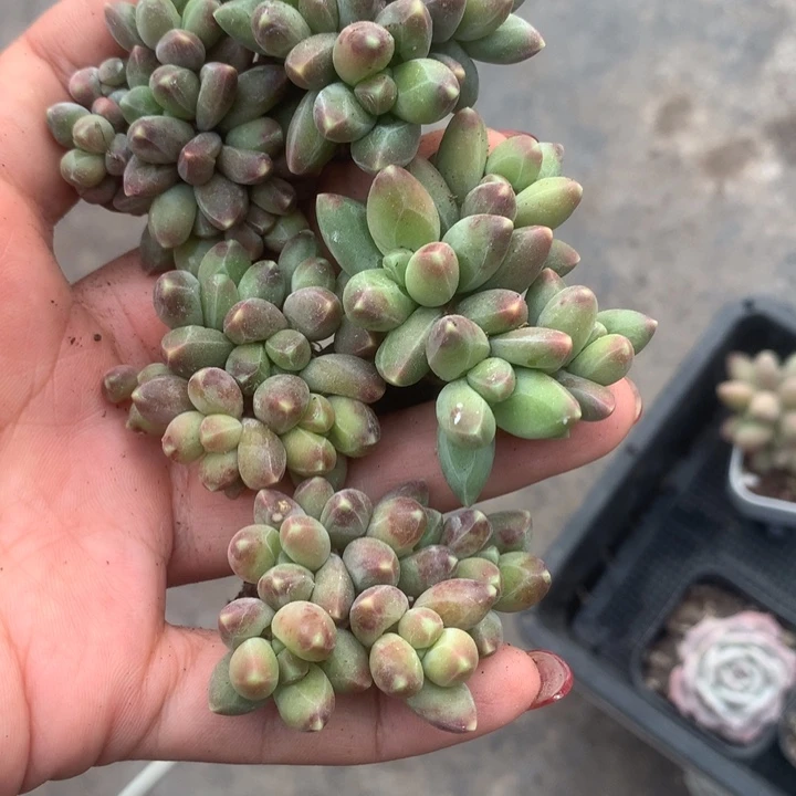 千代田群。5颗。包邮。多肉