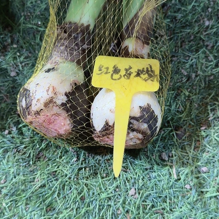 红色安第斯一兜两个