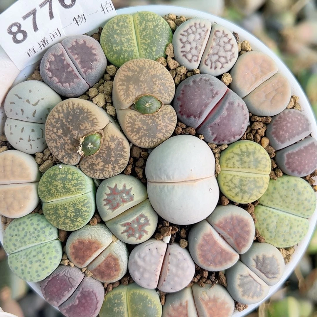 8776 好养易活生石花大母本9cm盆