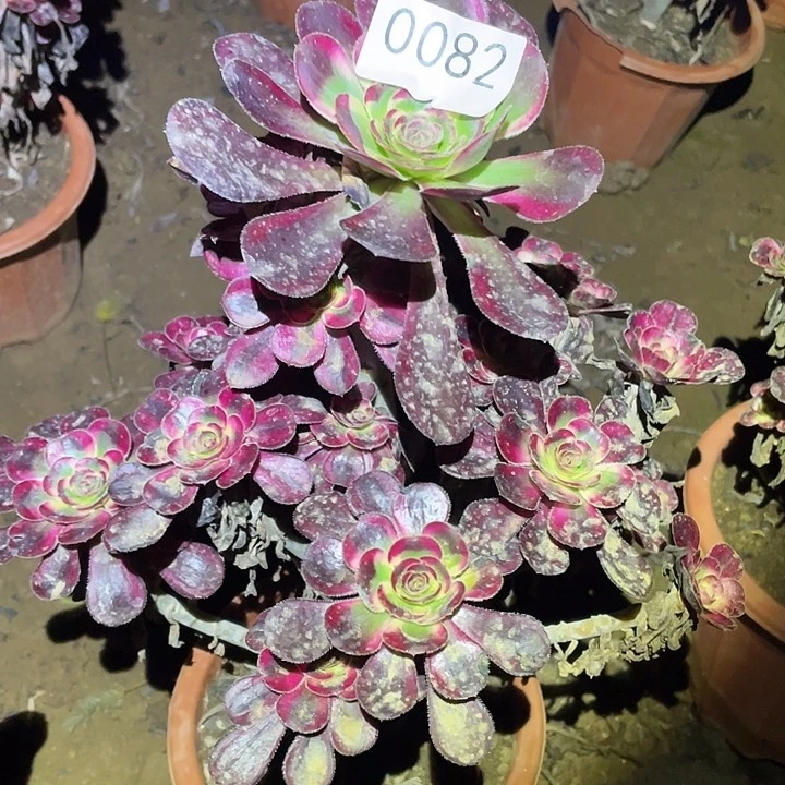 多肉植物法师82丽娜