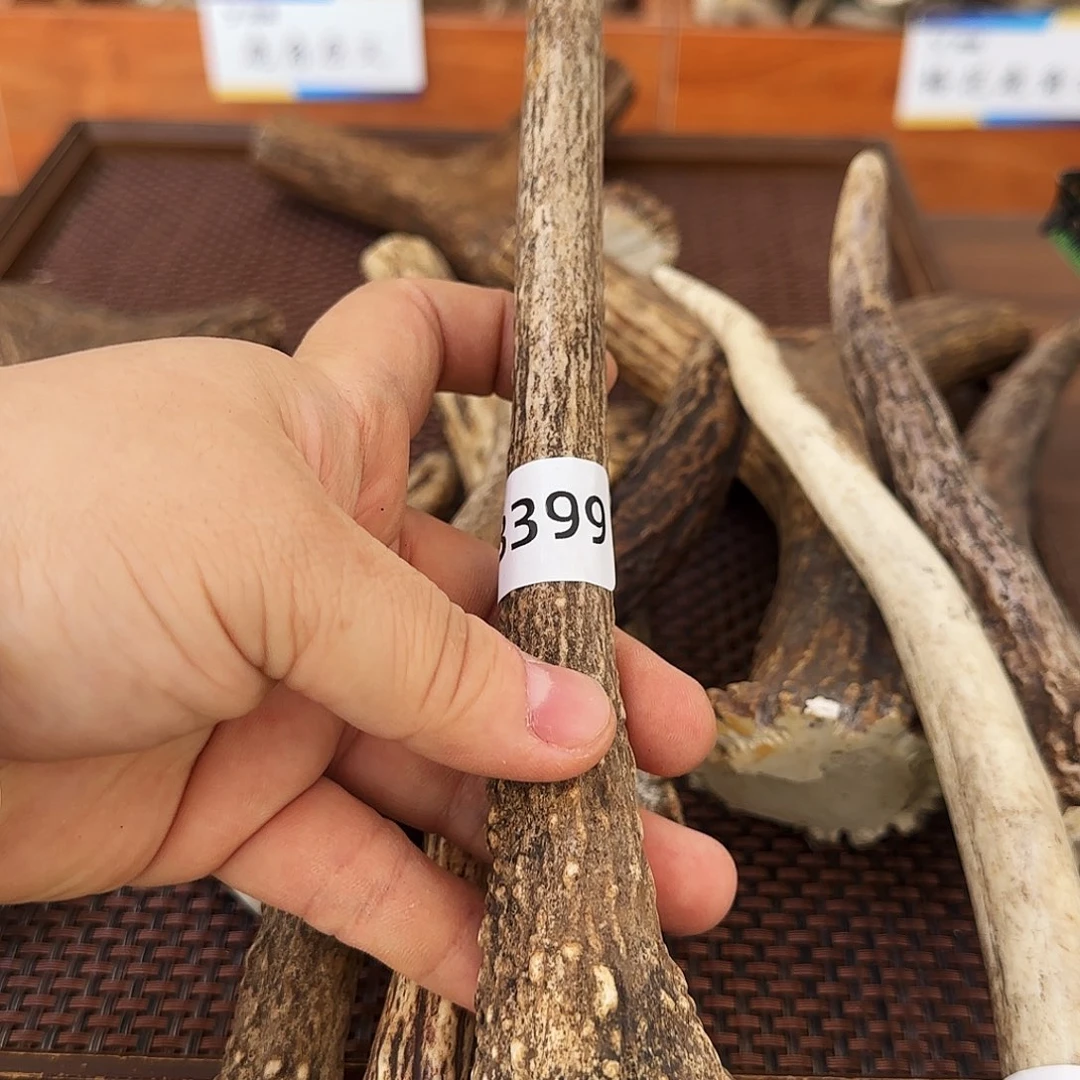 鹿骨手串/手链梅花鹿角3399