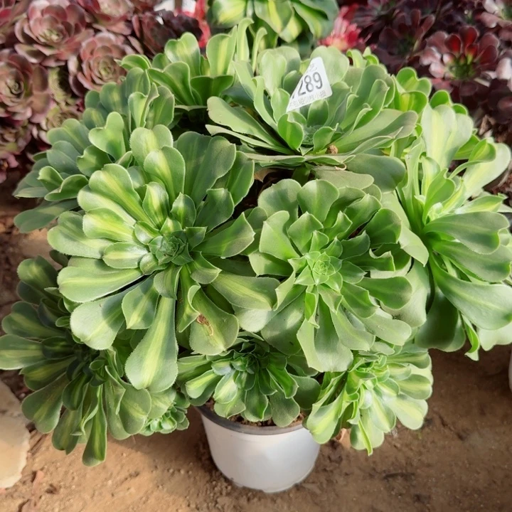 289翡翠琉璃官服40左右2