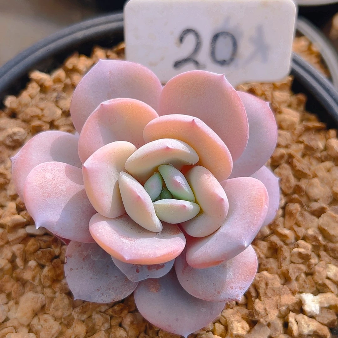 小奶茶20号一物一拍