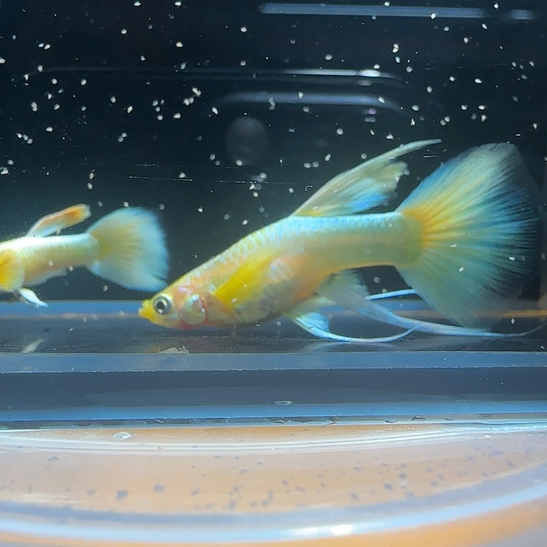 孔雀鱼关注主播参加竞拍