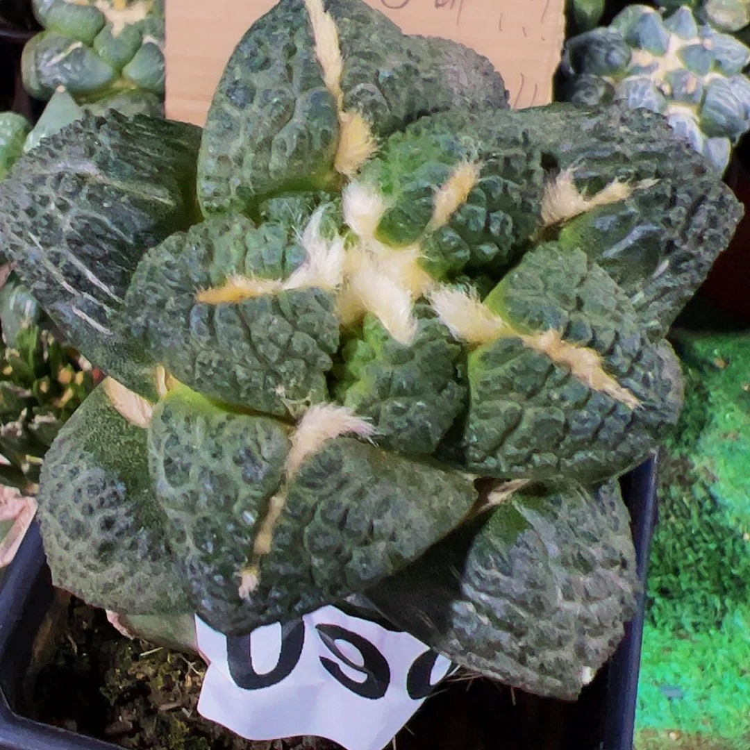 无花朵福利龟甲连山牡丹090