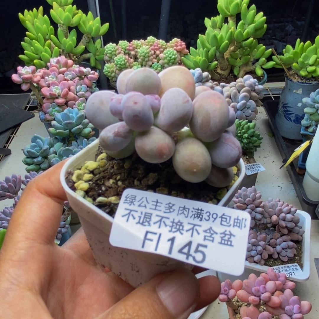145糖豆奶多肉3c m