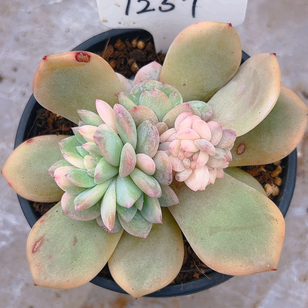 银*橙梦露锦1257号一物一拍