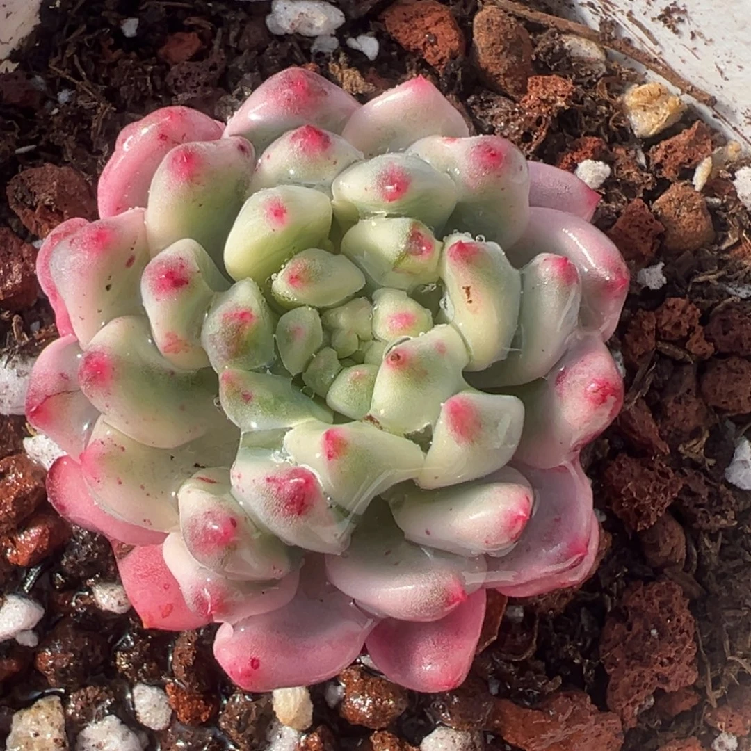 蓝苹果锦，白锦覆轮锦