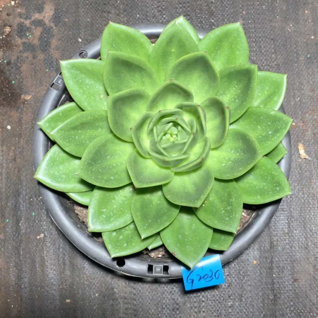 多肉植物多肉植物2030