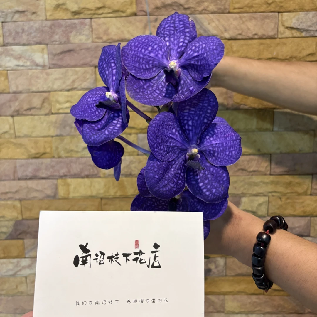 【南诏二级】蓝网 V.Pachara Delight （五年苗） 爆花量大，易养护！