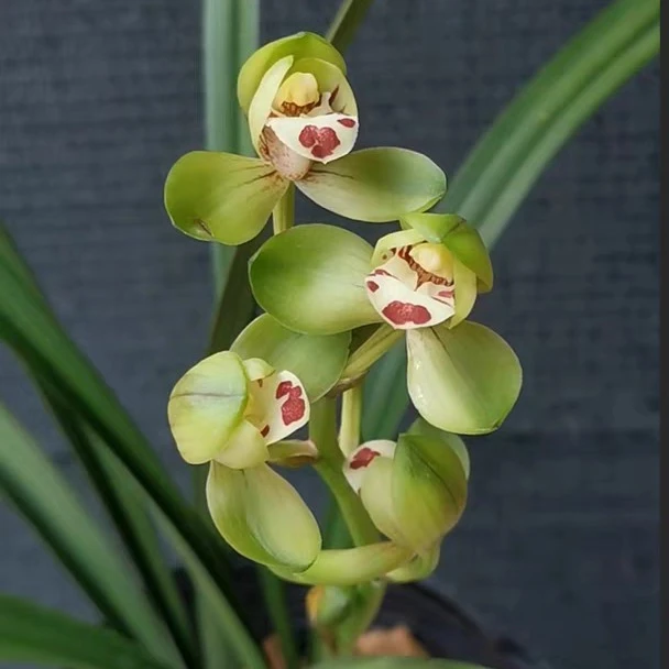 香津荷 建兰铭品 浓香型室内阳台好养易活绿植花卉