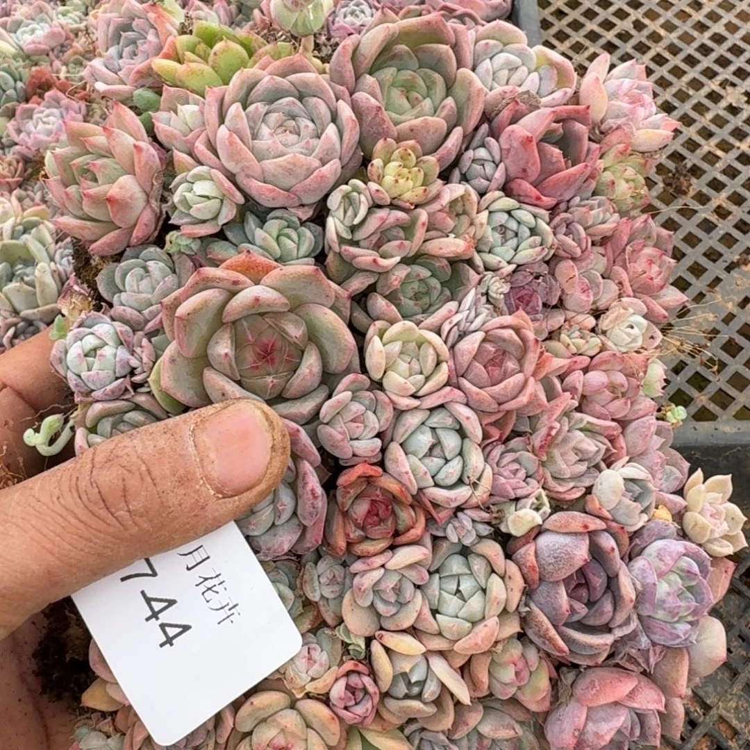 糖心切糕一块量拍17-44