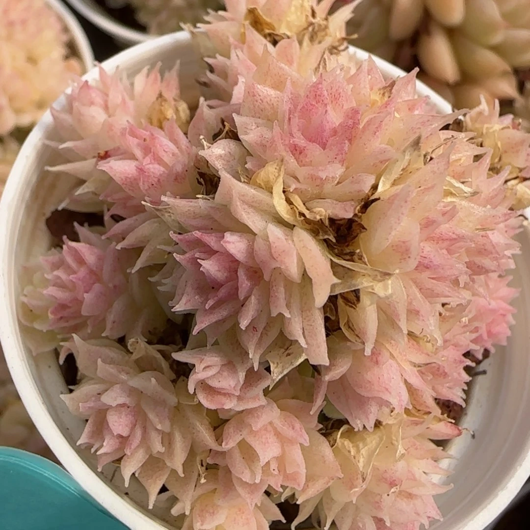 花语逸境0212-439散