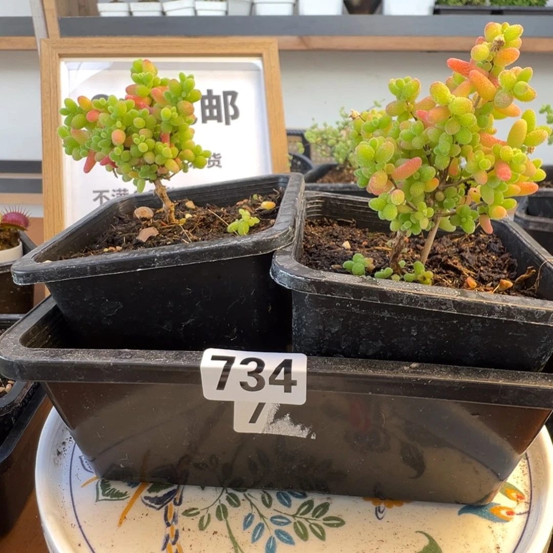 枝干番杏多肉植物734