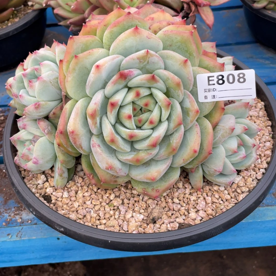 无花朵若如东云组拍E808