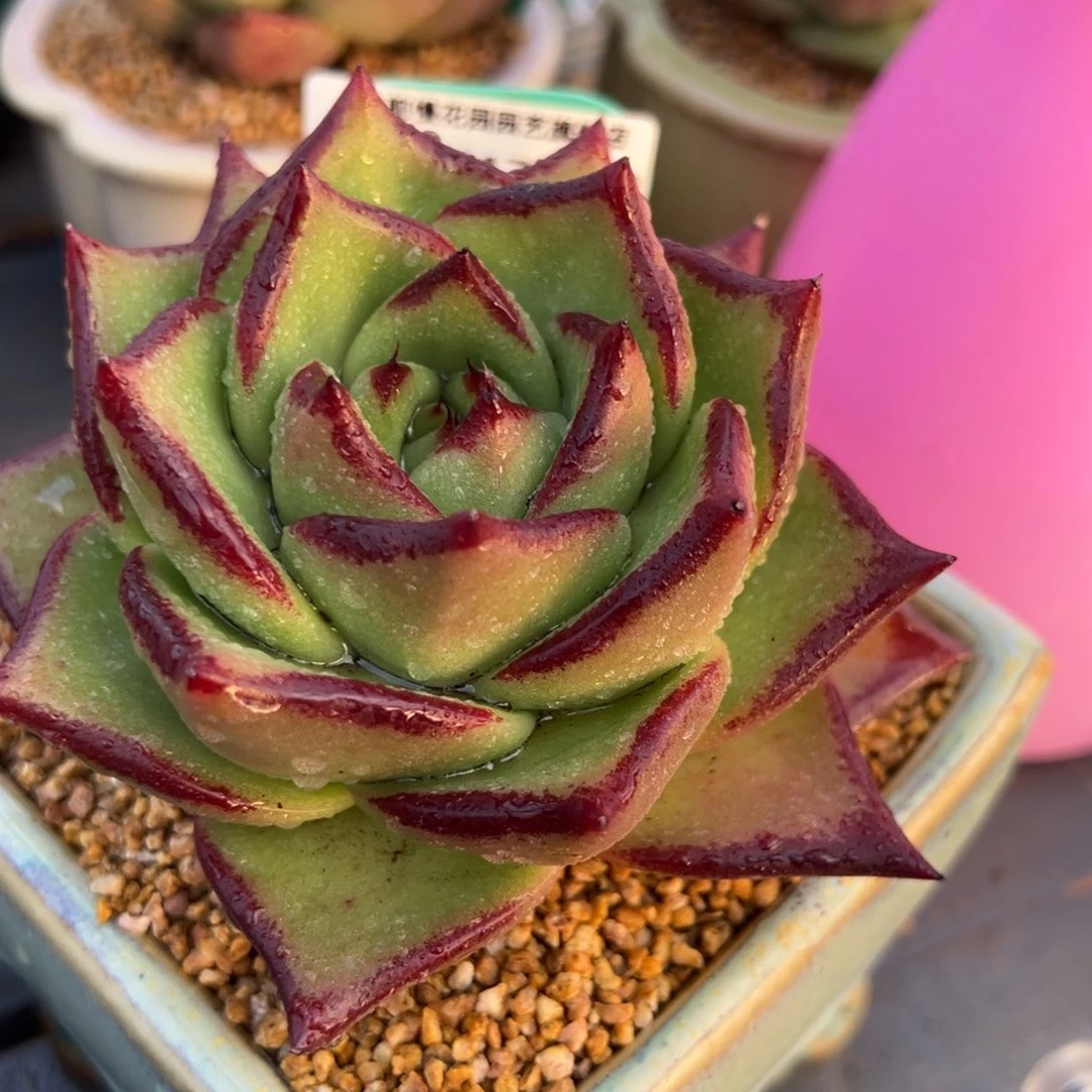 从前慢多肉精选编号0217.273