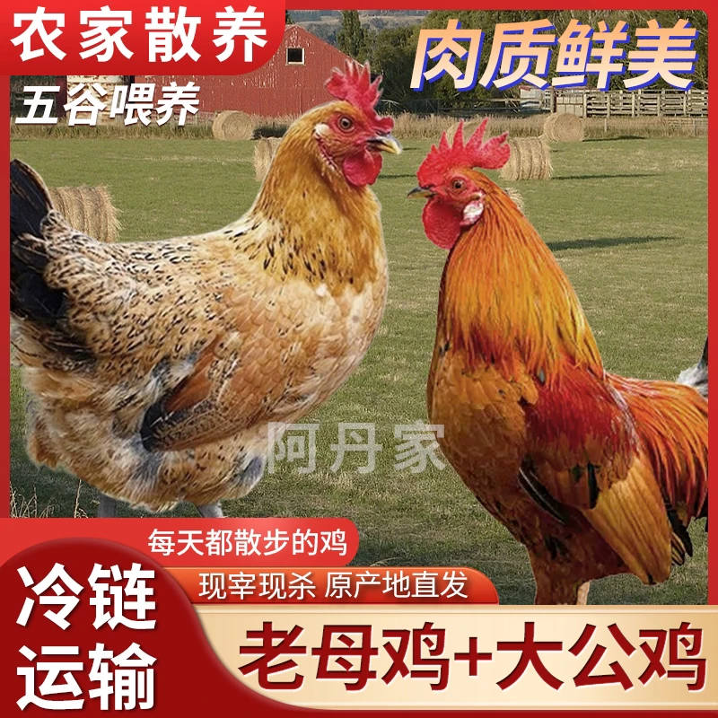 【阿丹家6】3只3年黄油老母鸡+赠1只公鸡 到手共4只净重10-11斤