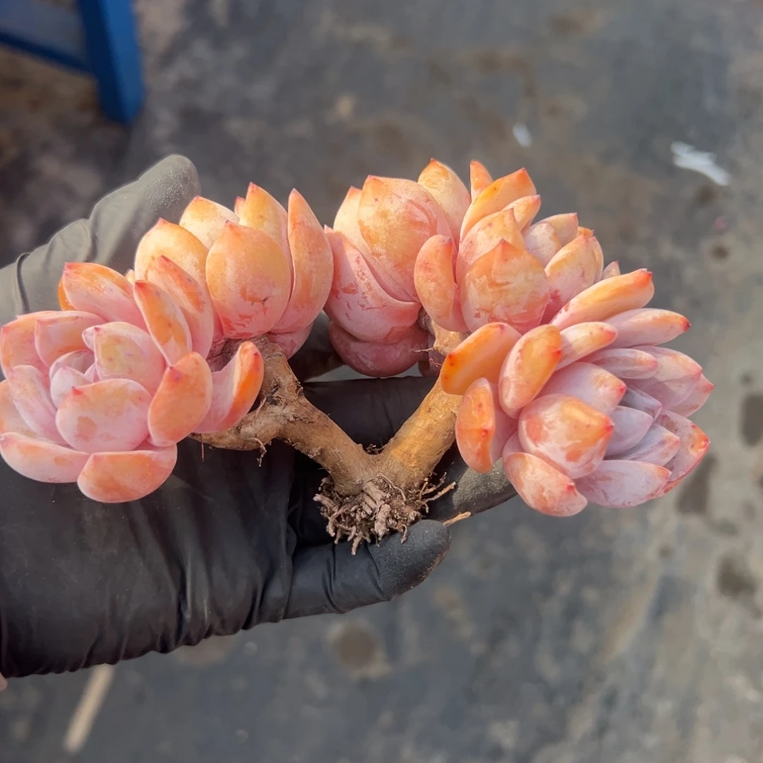 五头星影老庄0000000000000