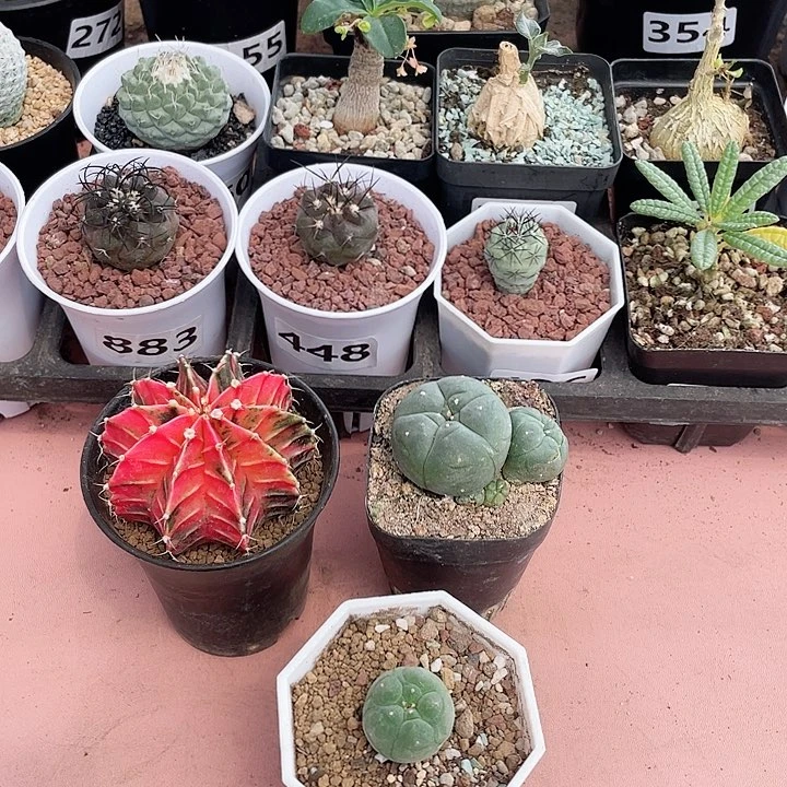 静*510肋骨锦➕处理海鲜2颗