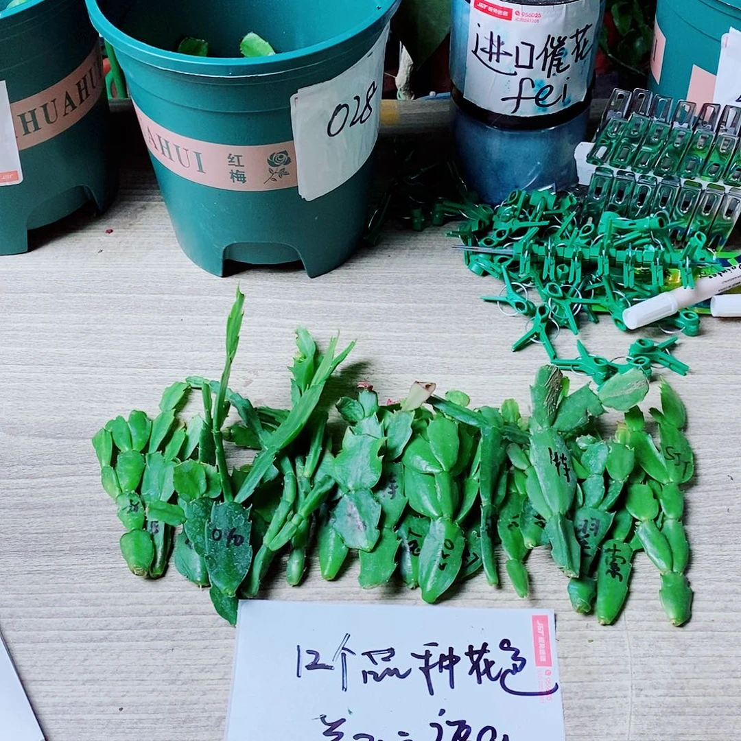 无花朵12个品种叶片福利