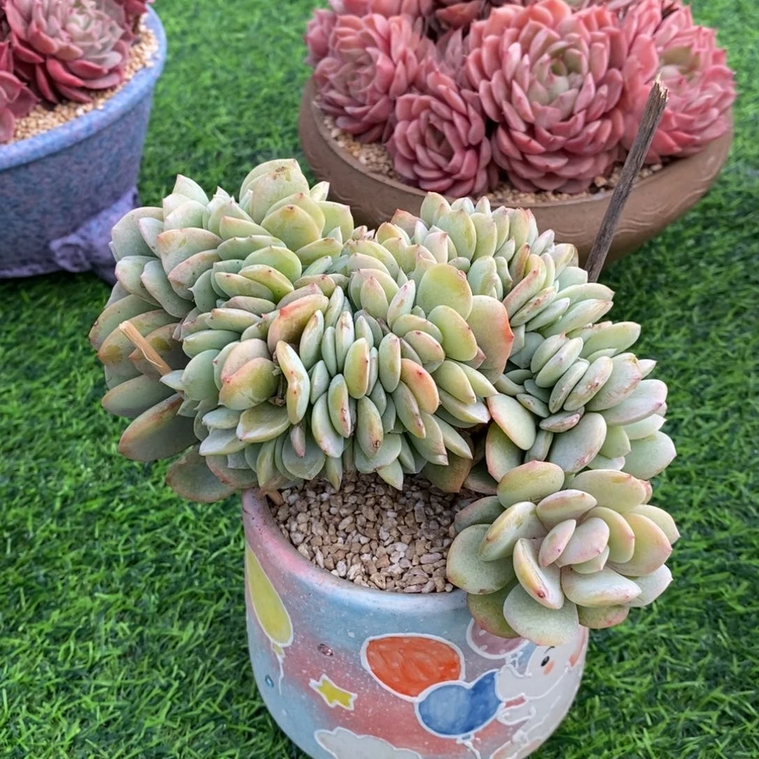 白凤缀化捡漏，12345689