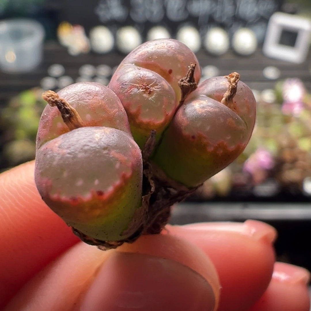 31号粉透勋章单头1.1+