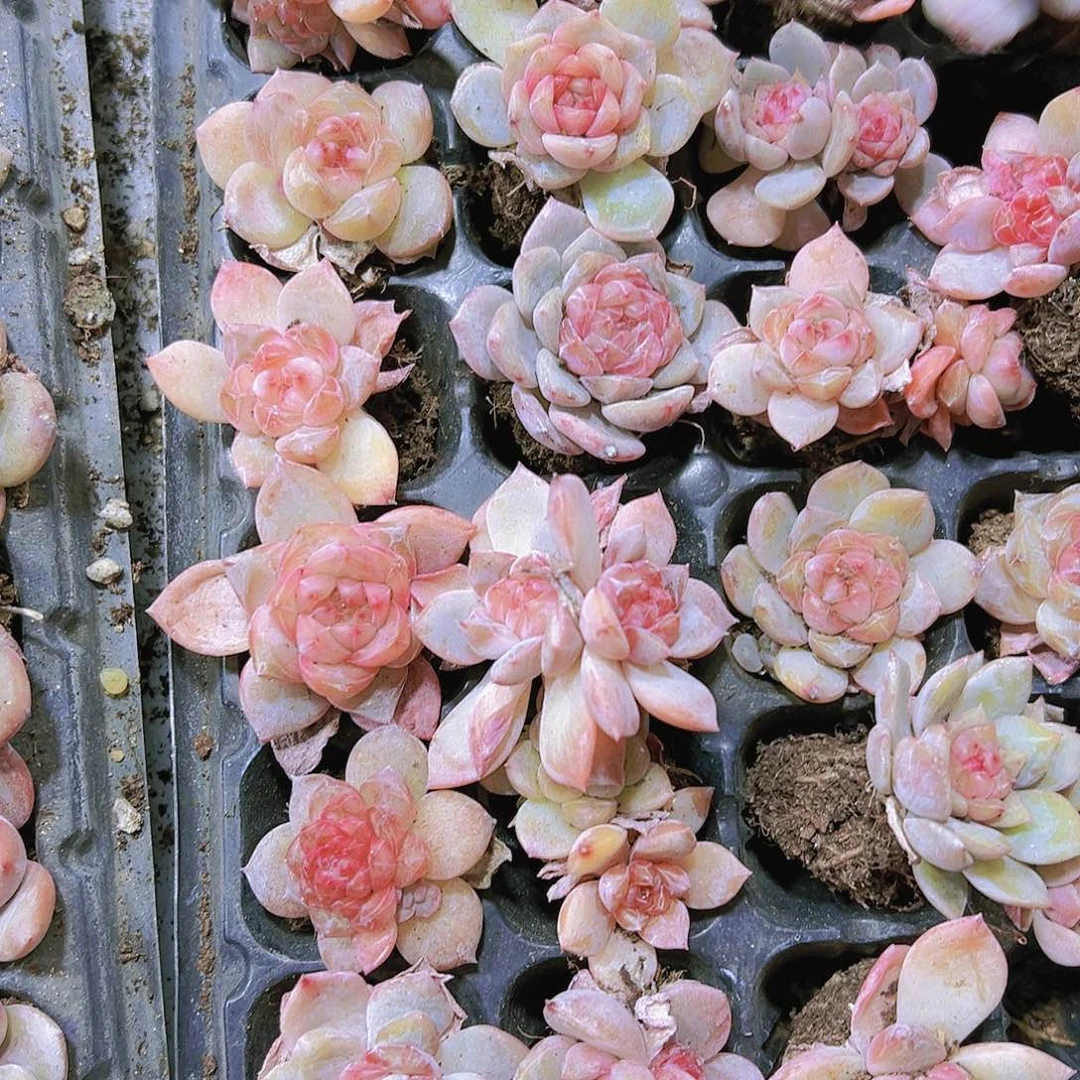 珍妮粉溏心2个19包邮多肉